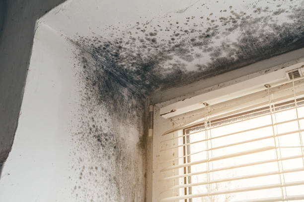 Affordable Mold Cleanup solutions in Mohrsville, PA